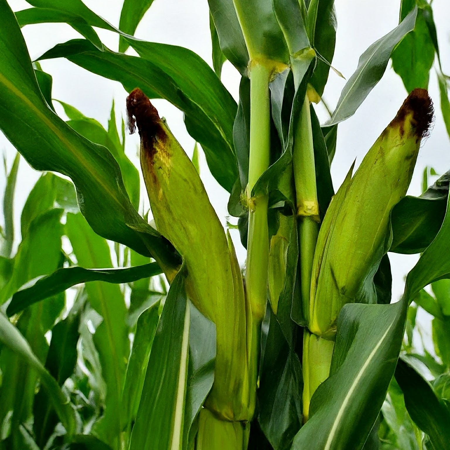 মডিফায়ার ছাড়া ভুট্টা উদাহরণ ইমেজ