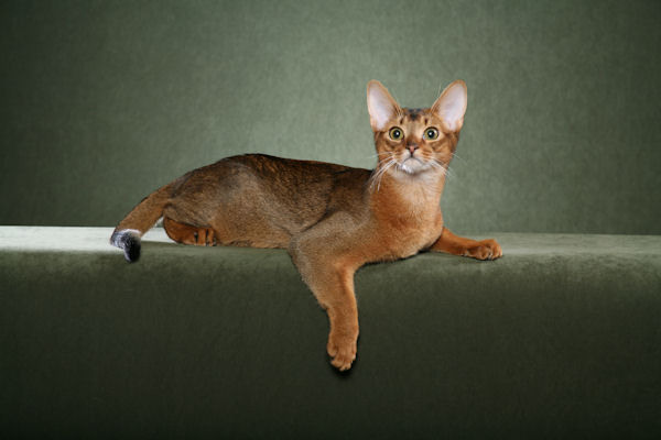 Medium shot of an exotic cat